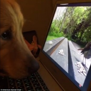 Golden retriever ipnotizzato dal VIDEO dello scoiattolo 
