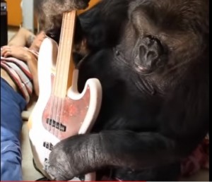 YOUTUBE Flea dei Red Hot Chili Peppers cede il basso alla gorilla Koko