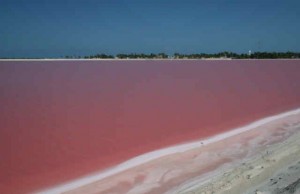 Laguna rosa dello Yucatan