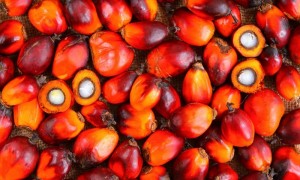  Olio di palma e alimentazione – Olio di palma e salute