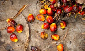 Olio di palma e colesterolo – Olio di palma e malattie cardiovascolari