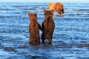 Orsetti si tengono per mano aspettando mamma orsa che va a caccia FOTO