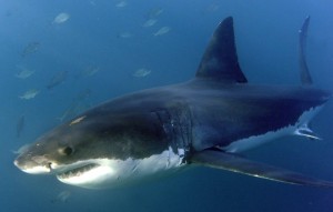 Messina: squalo di 5 metri nelle acque davanti al rione di Pace