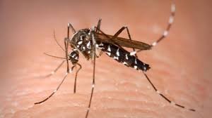 Febbre del Nilo, allarme Emilia Romagna: infetto uno sciame di zanzare su 30