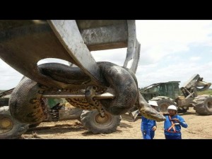 Anaconda lunga 10 metri spostata con escavatore