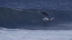 Delfino cade su surfista di 13 anni dopo salto 55