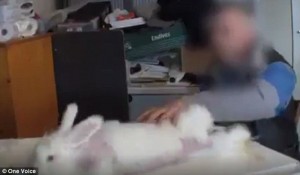 YOUTUBE Pelliccia strappata ai conigli per ottenere angora VIDEO choc 5