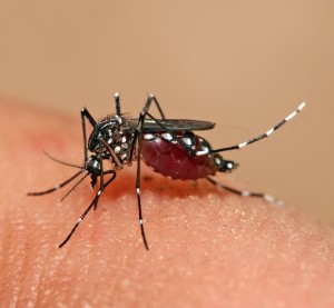 Dengue, sospetto caso a Firenze: scattano profilassi e disinfestazione