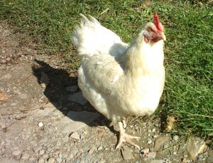 Pensionato abusa di gallina: anche gli animalisti gli fanno causa