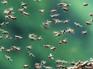 Chioggia, aggredito da vespe: agricoltore muore per shock anafilattico