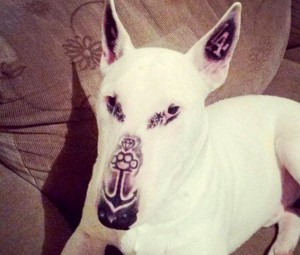 Cane tatuato sul muso, proprietario criticato su facebook 