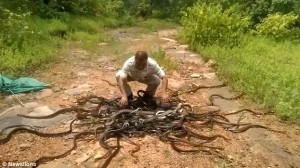  India, libera 285 serpenti nella foresta: "Sono nostri amici"