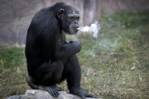 Azalea, la scimpanzé che fuma (ma non aspira) FOTO