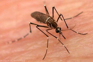 Zanzare letali più di qualsiasi altro animale: mezzo milione di decessi nel solo 2015