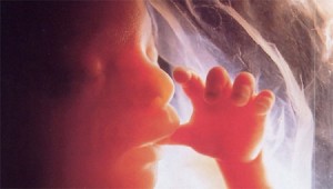 Il cuore di un feto comincia a battere 16 giorni dopo il concepimento