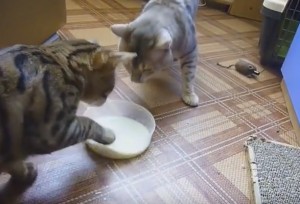 Gatti si "rubano" a vicenda ciotola del latte con la zampa 