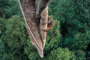 Orango sull'albero a 30 metri d'altezza