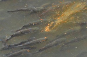 Genova, moria di pesci: i gabbiani non li mangiano