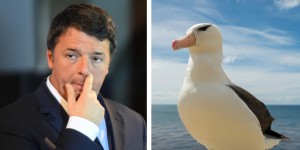 Matteo Renzi confonde l'albatros con l'airone e la Lipu (Lega italiana protezione uccelli) gli spedisce una guida faunistica