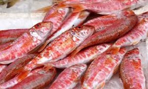 Prezzo del pesce in caduta libera: triglie a 10 centesimi, gallinelle a 50