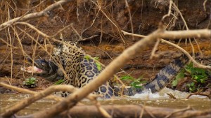 Giaguaro uccide caimano schiacciandogli il cranio