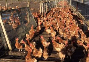 Ellie Seels salva 7mila galline dalla morte dopo un appello su Facebook
