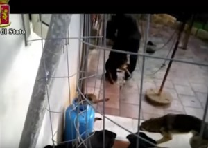 YOUTUBE Cani maltrattati e denutriti a Lecce: padrone colpiva teste con mazza da baseball