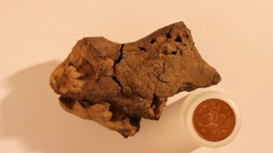 Cervello di dinosauro, scoperto il primo fossile al mondo