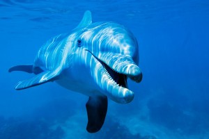 Puglia, moria di delfini e tartarughe sulla costa: giallo sulle cause