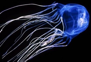 Sub ucciso dalla medusa Irukandji: tre casi in una settimana