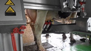 Allevamento 2.0: a mungere le mucche sono dei robot