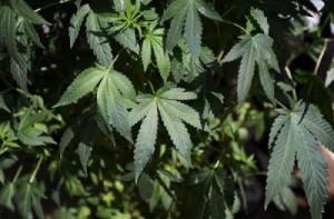 Marijuana a scopo ricreativo: California e Massachusetts dicono sì
