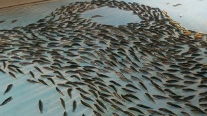 YOUTUBE Giappone: pesci morti nel ghiaccio nella pista di pattinaggio