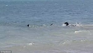 YOUTUBE Cane corre in mare per attaccare squalo tigre