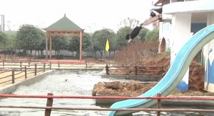 Cina, i maiali che si lanciano dal trampolino   
