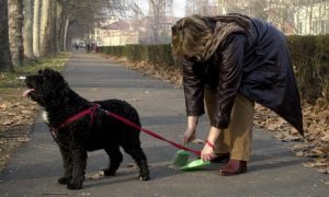 Malnate: cacca dei cani sui marciapiedi? Caccia al colpevole col dna