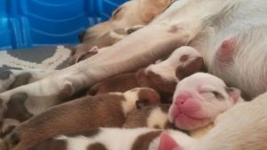  Mamma Labrador perde i piccoli e adotta 7 cuccioli di Bulldog orfani