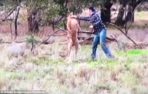 YOUTUBE Canguro picchia cane: il padrone lo affronta e gli dà un pugno