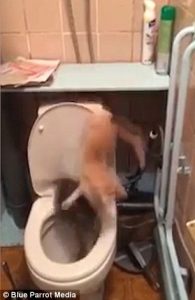 Gatti giocano in bagno: qualcosa va storto ed uno finisce5