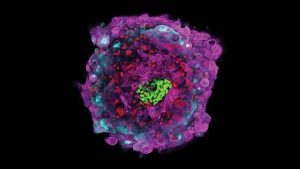 Stati Uniti, creato il primo embrione chimera uomo-maiale (foto Ansa)