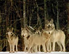 Un branco di lupi