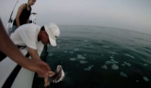 YOUTUBE Squalo attacca la barca di un gruppo di pescatori
