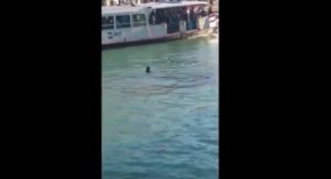 YOUTUBE Venezia: profugo si tuffa nel Canal Grande e muore. Disprezzo e cellulari