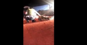 Artista morso dal coccodrillo al circo: ferito, se la caverà