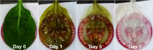 Cuore umano "coltivato" sugli spinaci: primo frammento al mondo su una pianta