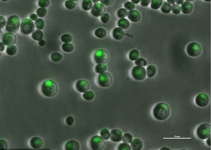 Un Dna sintetico per creare la vita in laboratorio: primi 5 cromosomi pronti