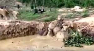 Cambogia, undici elefanti salvati dal fango