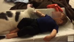YOUTUBE Gatto baby sitter: ecco come si prende cura del suo piccolo umano