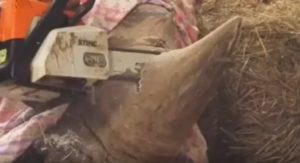 Zoo taglia con motosega corno rinoceronte bianco: "E' per la loro sicurezza" 