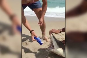 YOUTUBE Ragazzi aprono una lattina di birra con un cucciolo di squalo morto